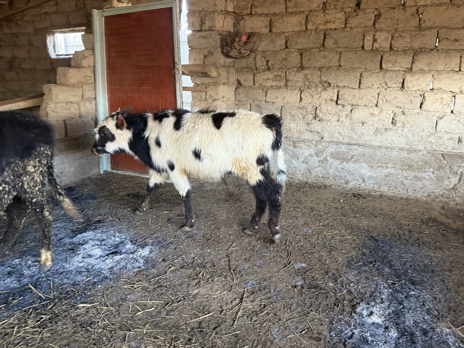 Бычоктар сатылады 20 бас бұқа