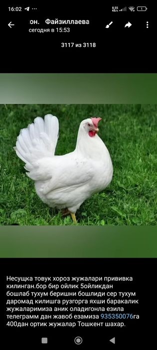 Товук жужалар хужаликка даромад килишга рузгорга яхши баракалик