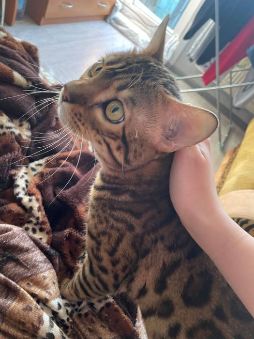 бенгальский котик