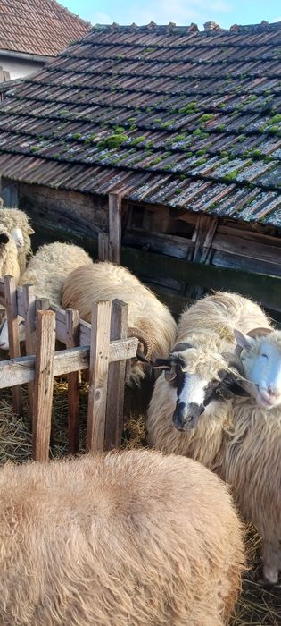 Vând 30 buc. de oi  tinere