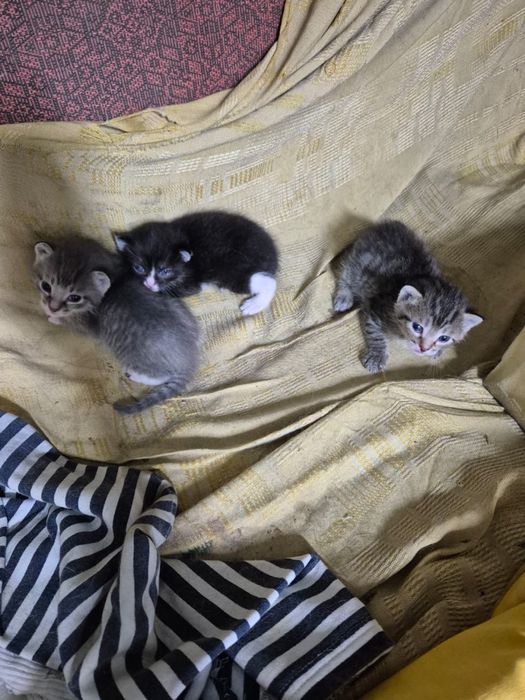 Котятки ищут дом очень ласковые