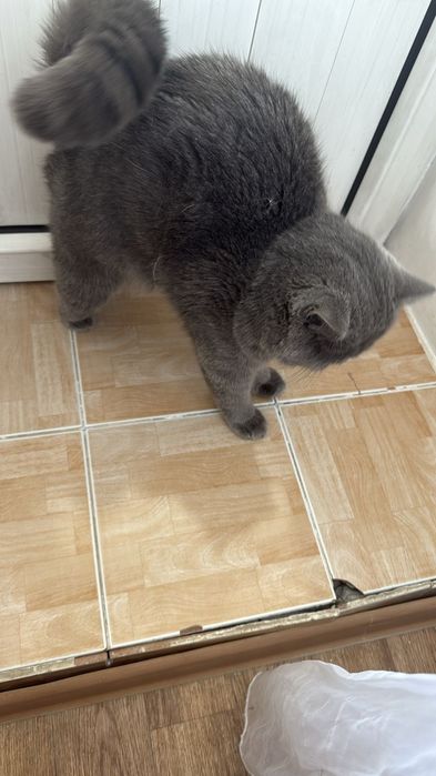 Ищем кошечку для вязки