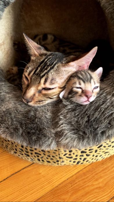 Чистокровные клубные бенгальские котята