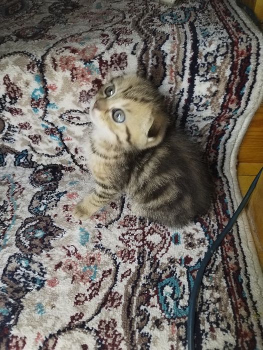 Bengal mushukchalar sotiladi