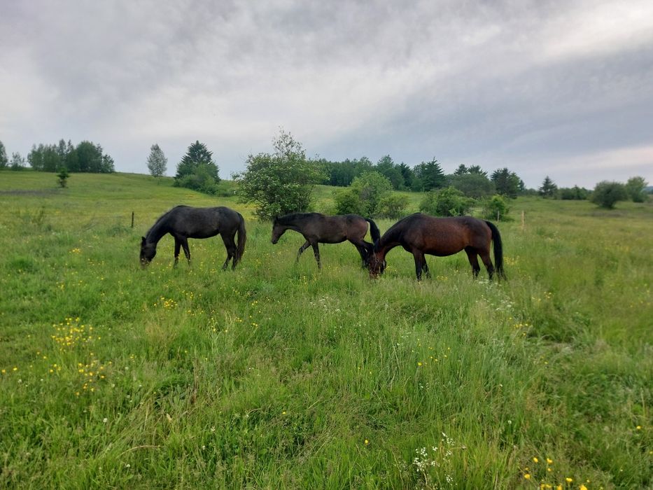 Iapa lipitan Neapolitano