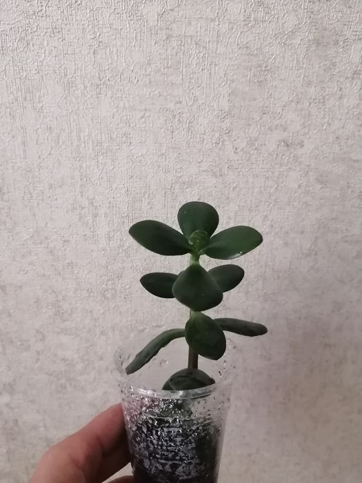 Продам толстянку (денежное дерево)