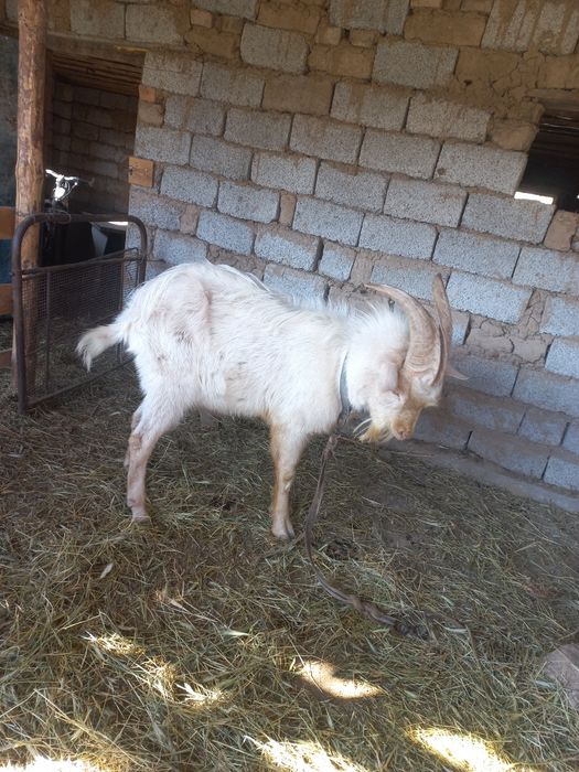 Екі қыз бір қызды жалауға мәжбүрлеген