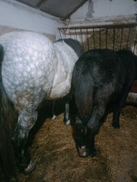 Vând iapă gestantă cu mânz