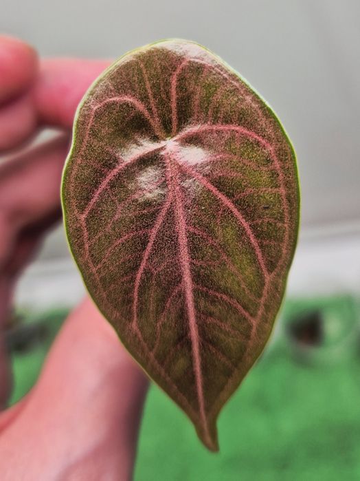 Молодые алоказии