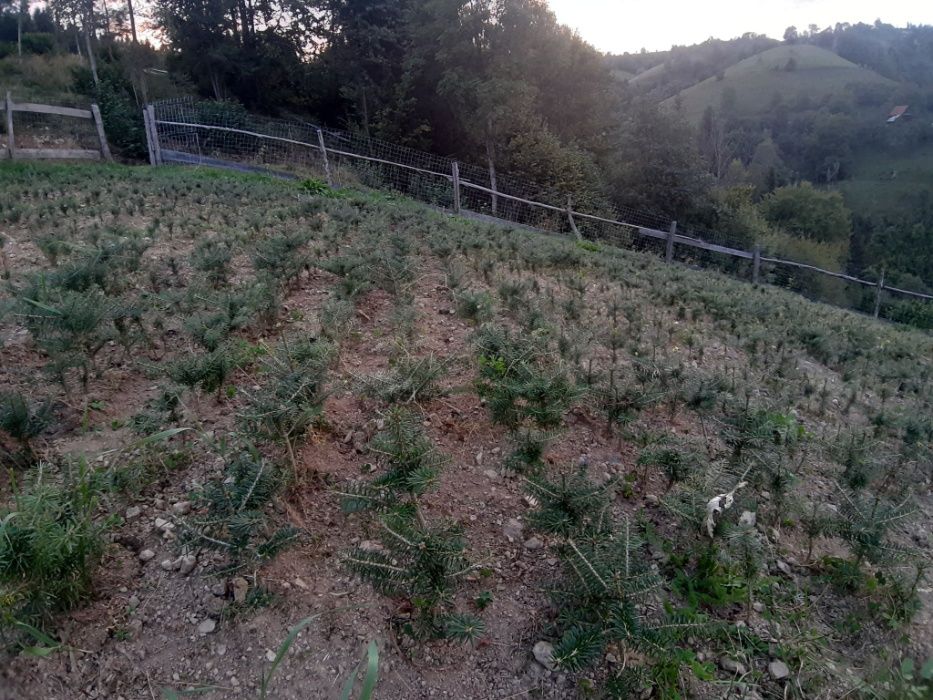 Puieti brad coreean- Abies Koreana 4 ani- produce conuri la 1,5m