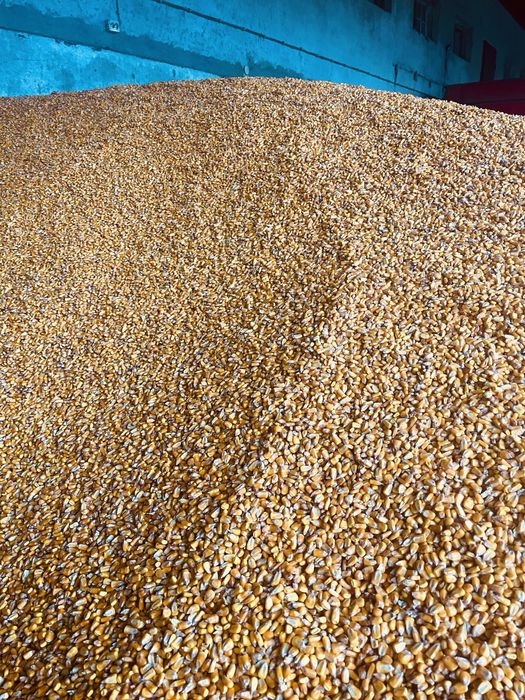 Porumb boabe, orice cantitate.   0,85 lei