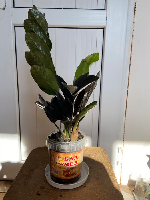 Продаётся домашние цветы