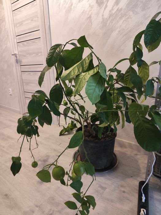 Продам лимон плодоносящий