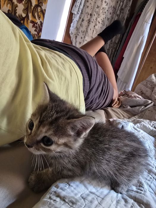 Отдам котят даром