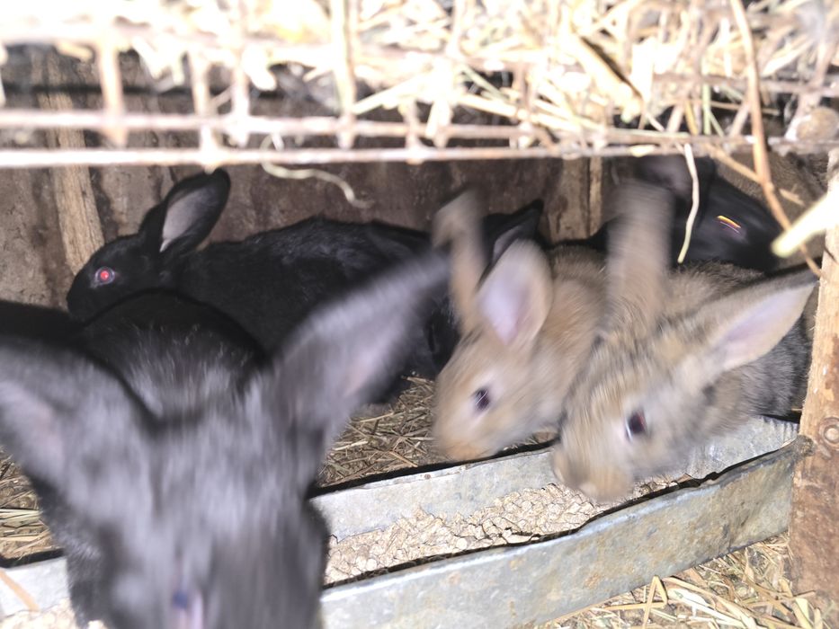 Продам крольчат 1.5 месяца и месяц