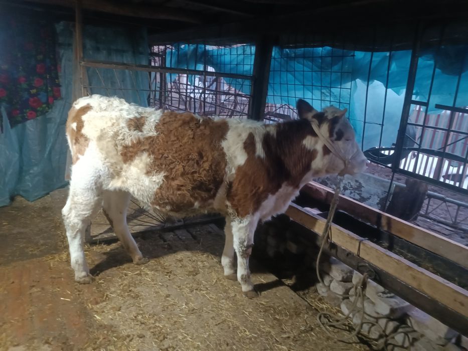 Ангус ва симинтал Хуккиз  ва гулонжинлар сотилади