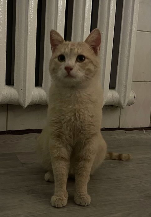 котенок в самые любящие и добрые руки