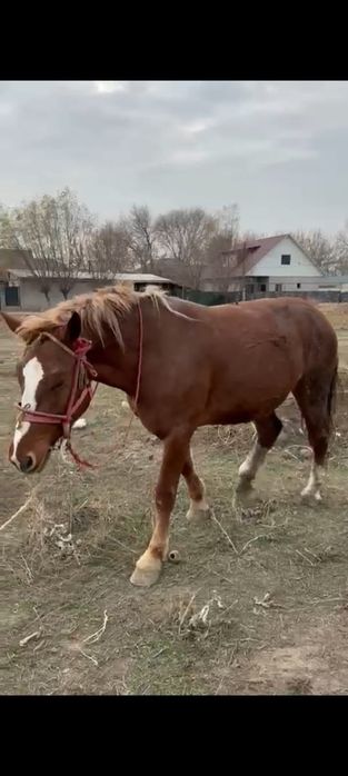 Продам тяжеловес