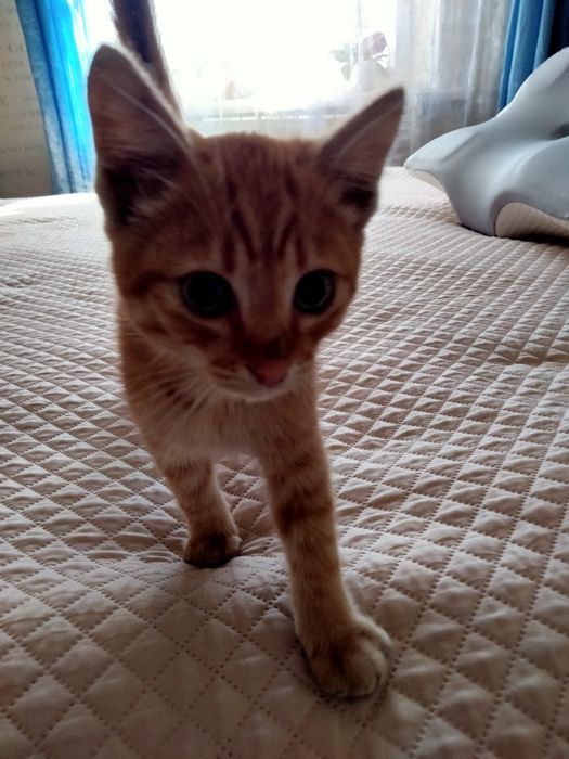 отдам котенка в добрые руки