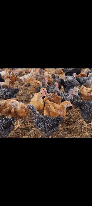 Vând pui albi și rasa mixta