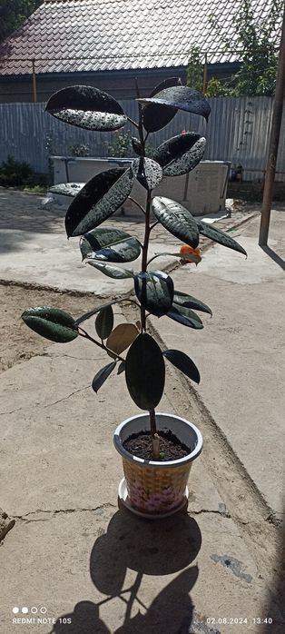 Продаем фикусы черный принц
