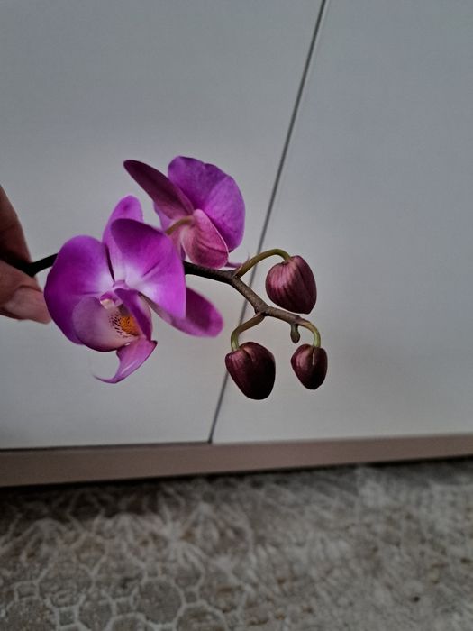 Продам орхидеи.каждая по 5000