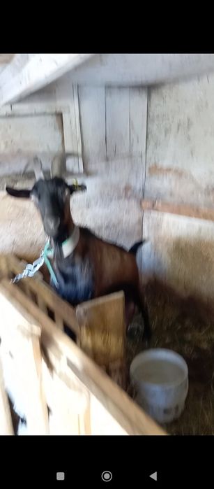 Продам альпийского козлика