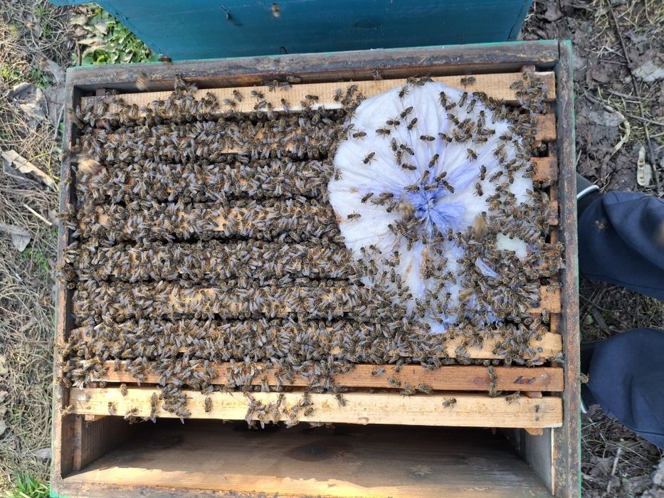 Vand familii de albine