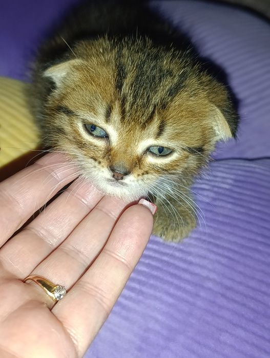 Веслоухие котята