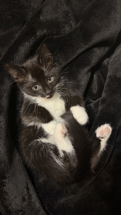 Котята за кока колу