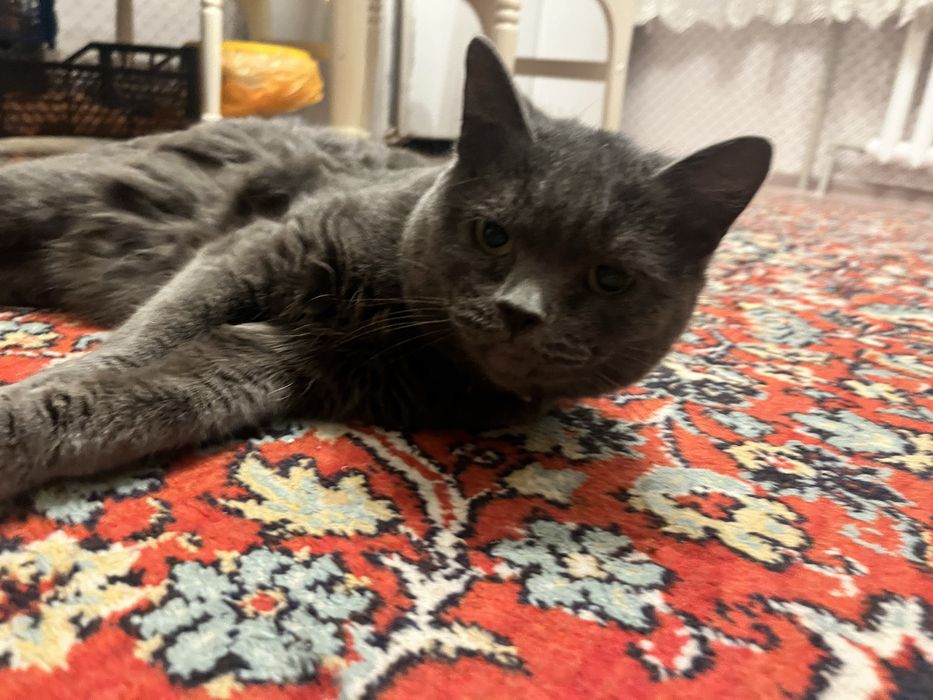 Отдам кошку британку