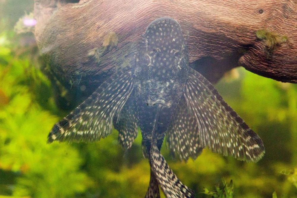 Рыбки меченосецы  и сомики