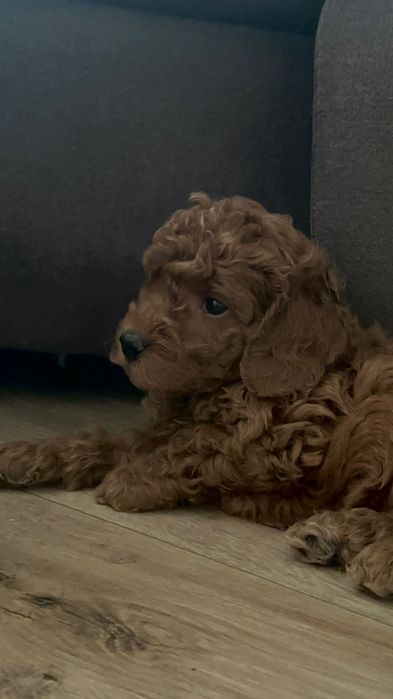 Щенки той пуделя