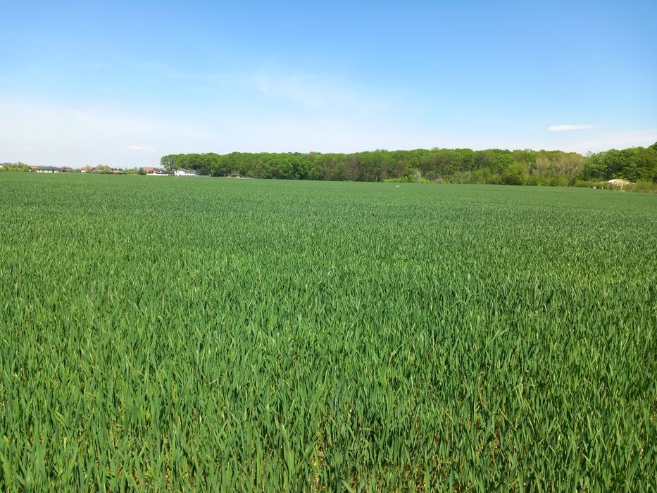 Teren intravilan 1850m