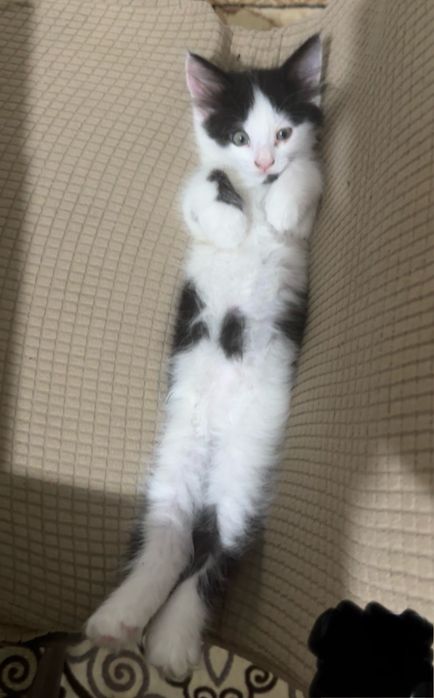 Котик в хорошие руки