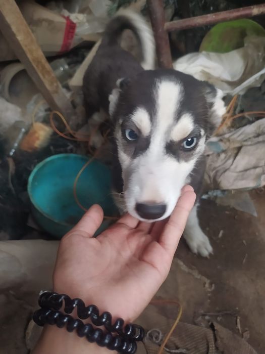 Щенок хаски девочка