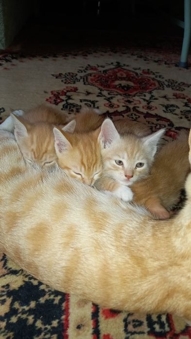 Отдам рыжых котят в добрые руки