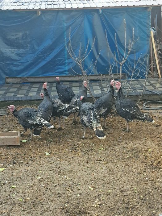 Ассалааму алайкум ва раҳматуллоҳи, далада бокилган куркалар сотилади