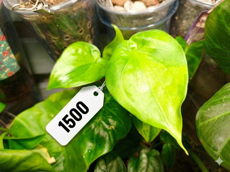 Продам комнатные растения