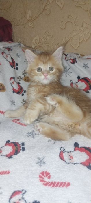 Котята Мейн куны