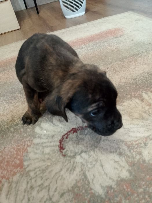 Кане Корсо кученца синеоки