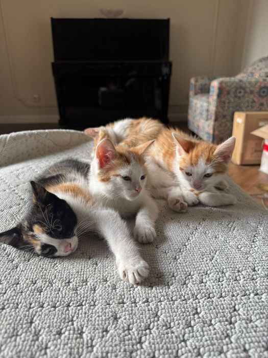 Отдам котяк в хорошие руки