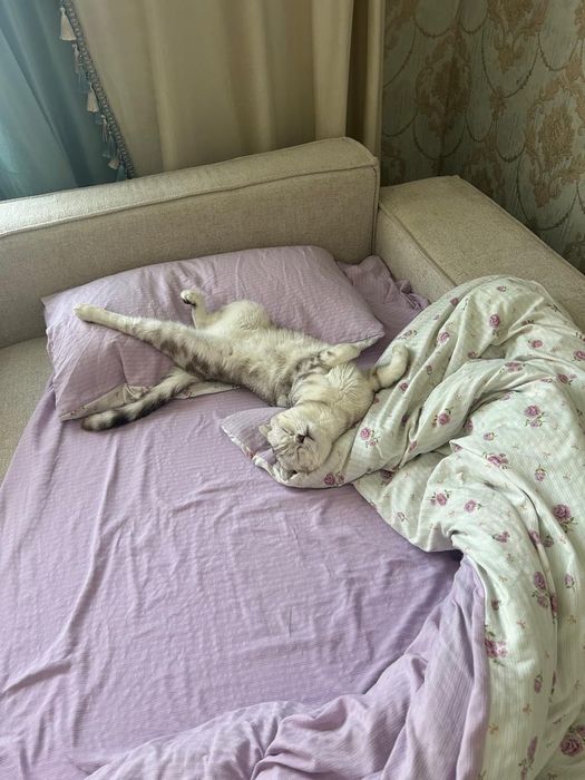 Отдам кота в добрые руки