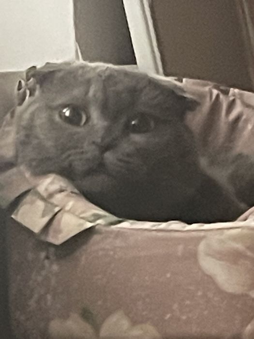 вязка кота,