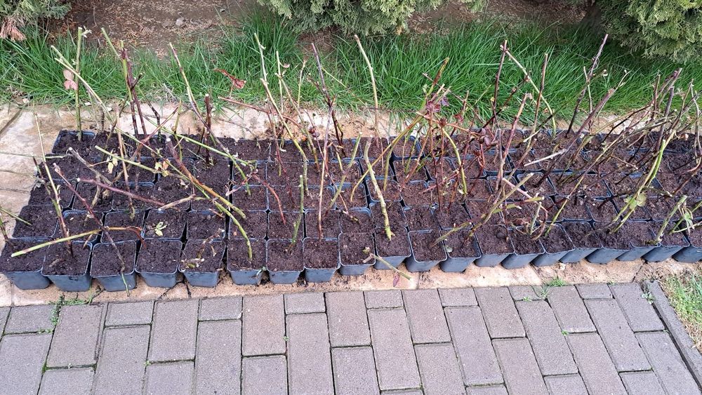 Mure Thornfree  si mure chester  foarte sanatoase si gustoase