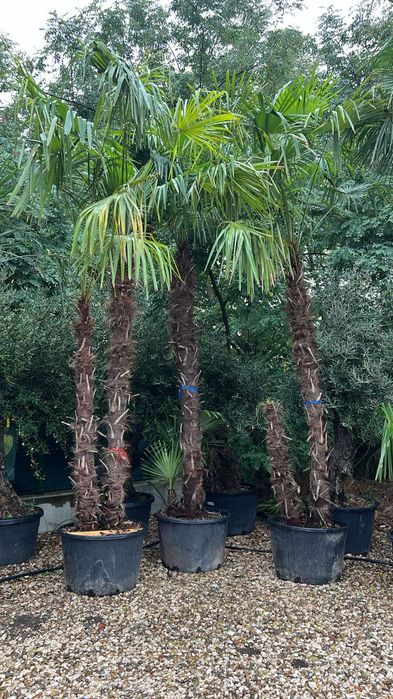 i Palmierii Trachycarpus