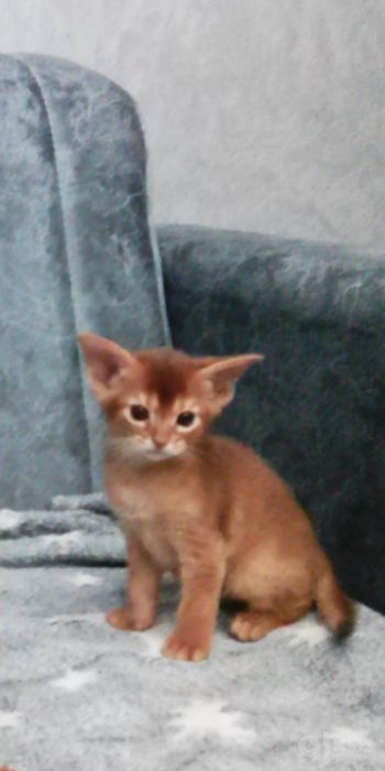 Продаются котята