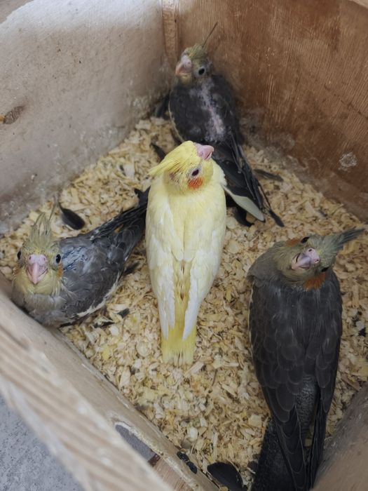 Продам попугая Корелу