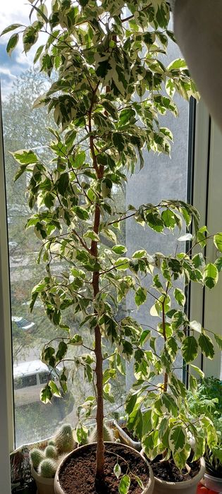 Продам фикус бенжамина