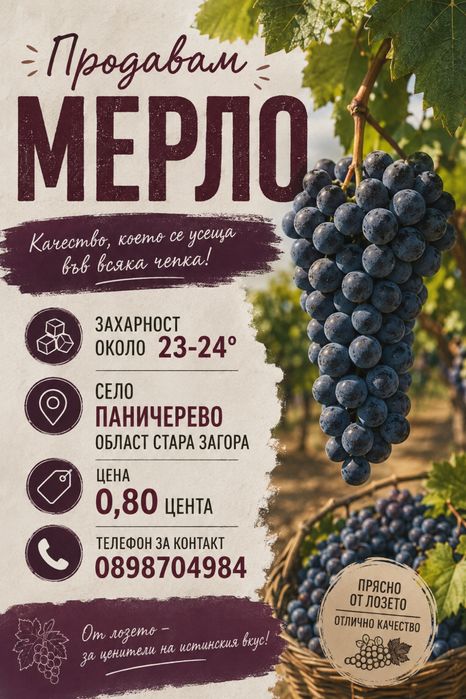 Грозде за вино Мерло